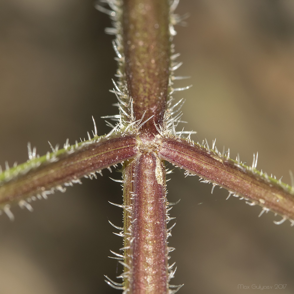Image of Heracleum sibiricum specimen.