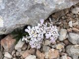 Iberis simplex