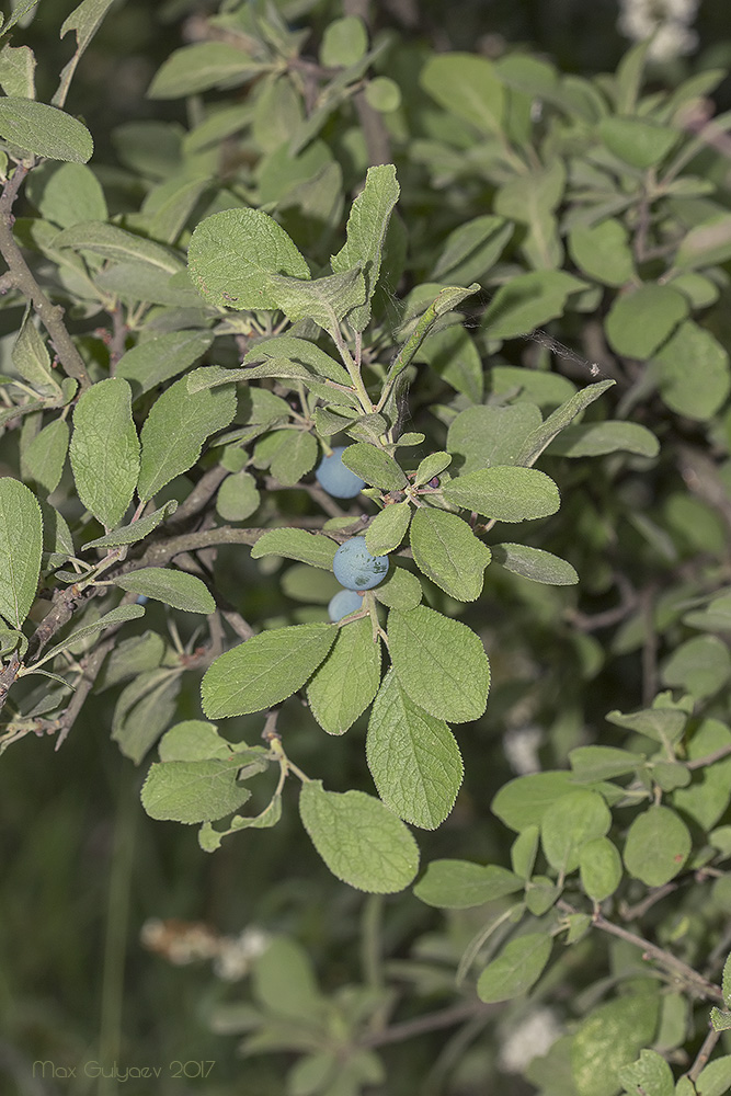 Изображение особи Prunus stepposa.