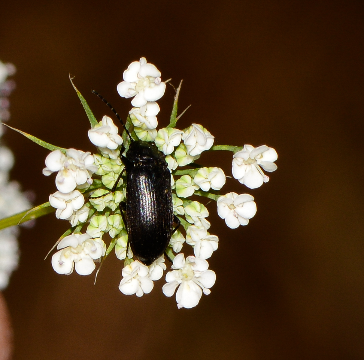 Image of Ammi majus specimen.