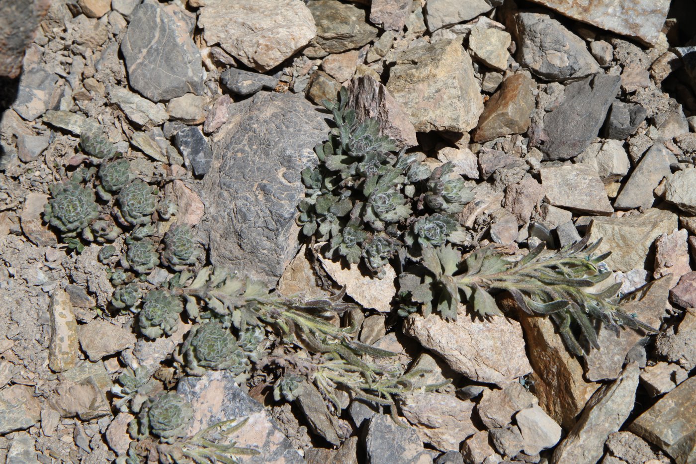 Image of Oreoblastus flabellatus specimen.