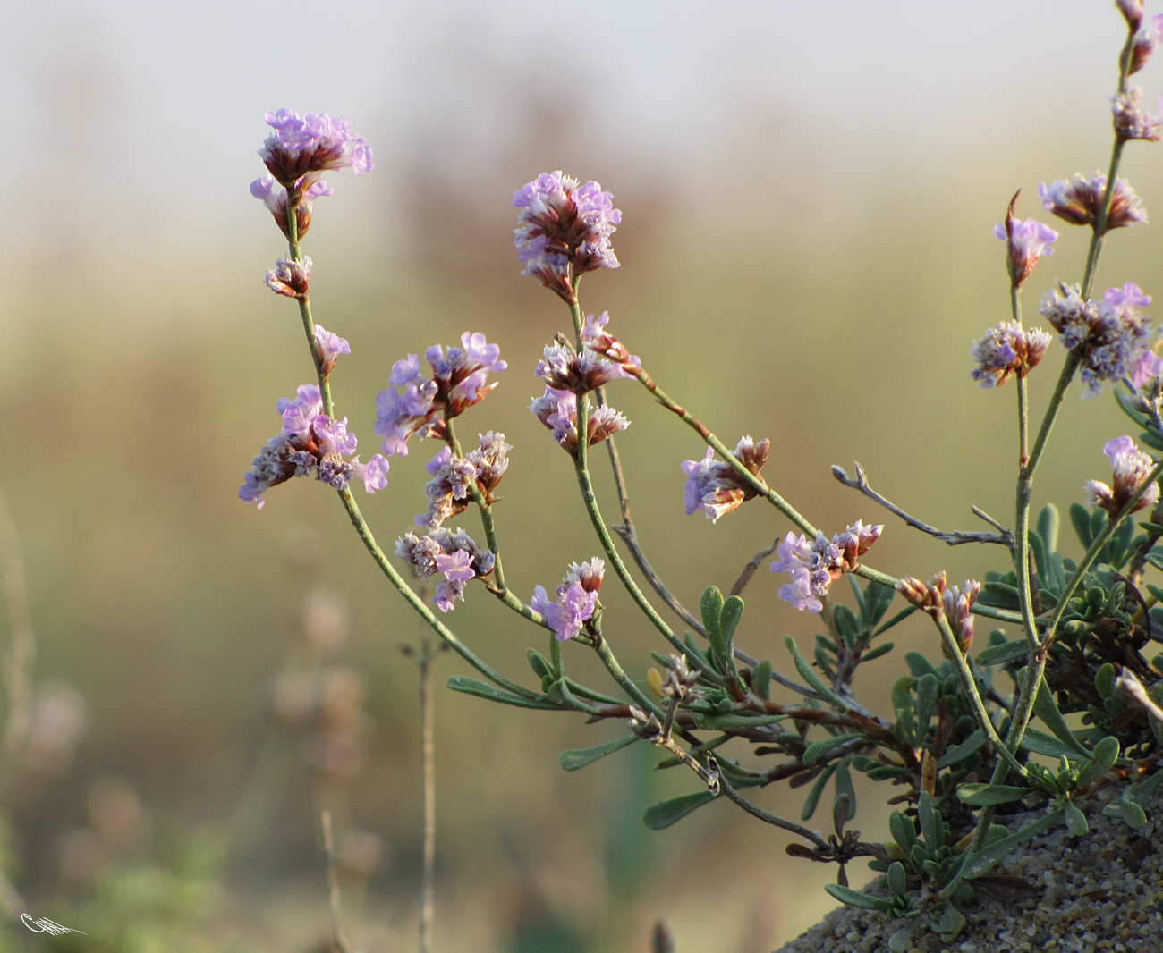 Image of Limonium suffruticosum specimen.