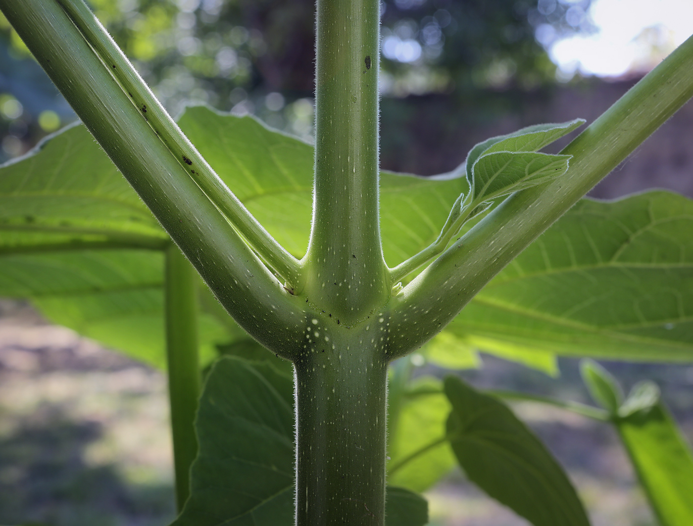 Image of Paulownia tomentosa specimen.