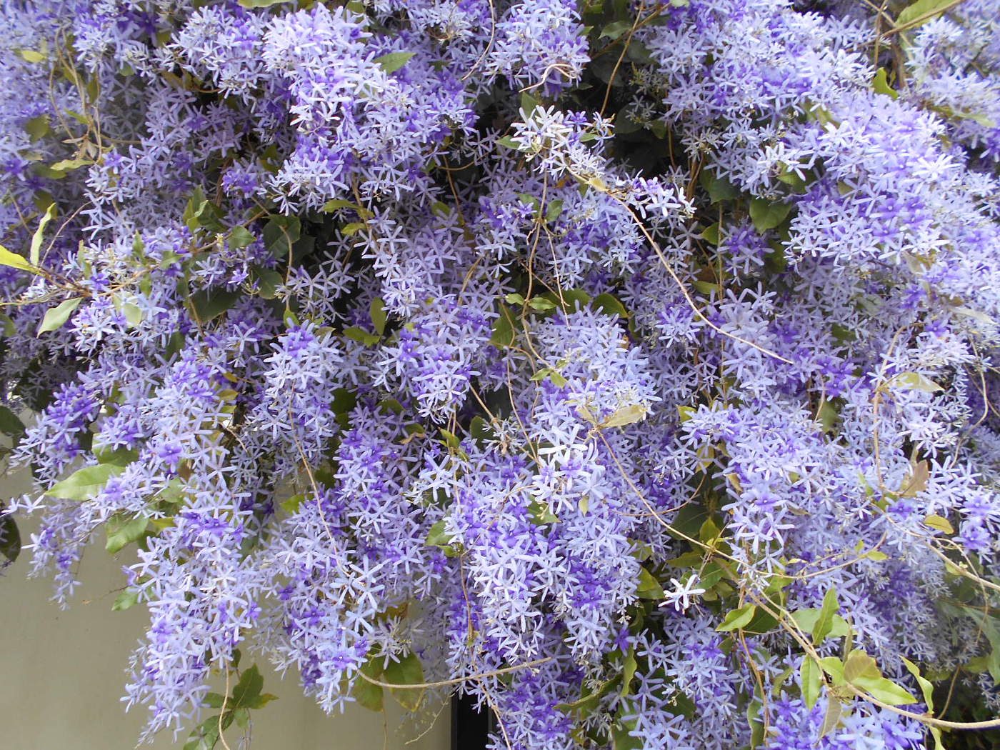 Image of Petrea volubilis specimen.