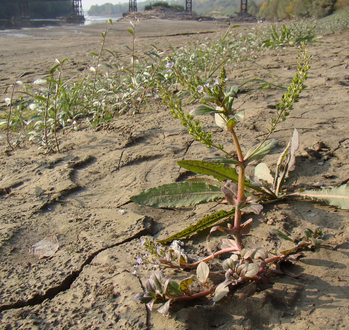 Image of Veronica anagallis-aquatica specimen.