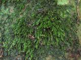 genus Rhynchostegium. Гаметофиты. Краснодарский край, Абинский р-н, окр. пос. Новый, скалы Новые, выход скальных пород в сыром и затенённом месте. 08.09.2017.