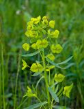 Euphorbia virgata. Соцветие. Башкортостан, долина р. Юрюзань ниже г. Усть-Катав, вершина Большого Лимоновского гребня, луг. 10 июня 2017 г.