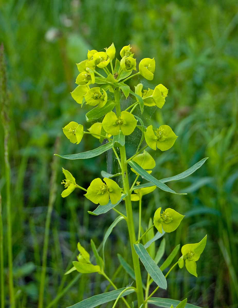 Изображение особи Euphorbia virgata.