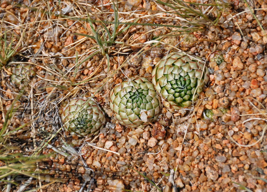 Изображение особи Orostachys spinosa.