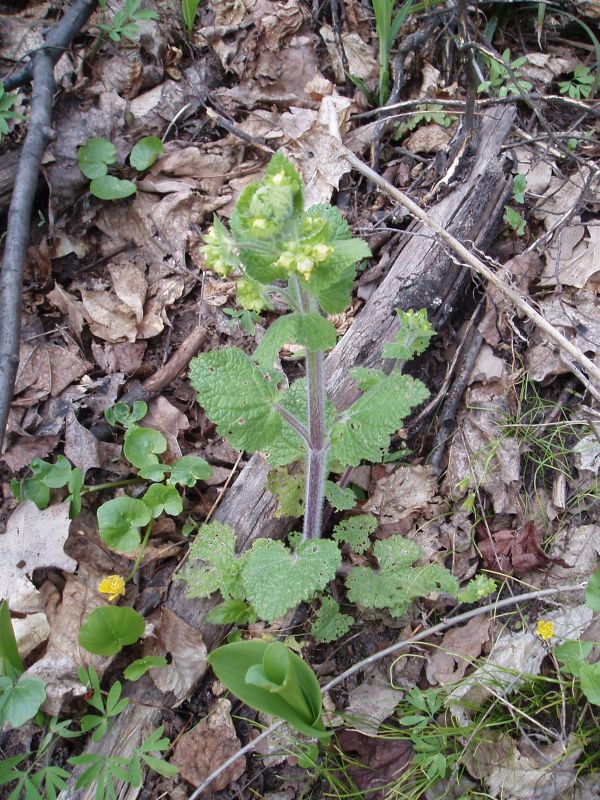 Изображение особи Scrophularia vernalis.