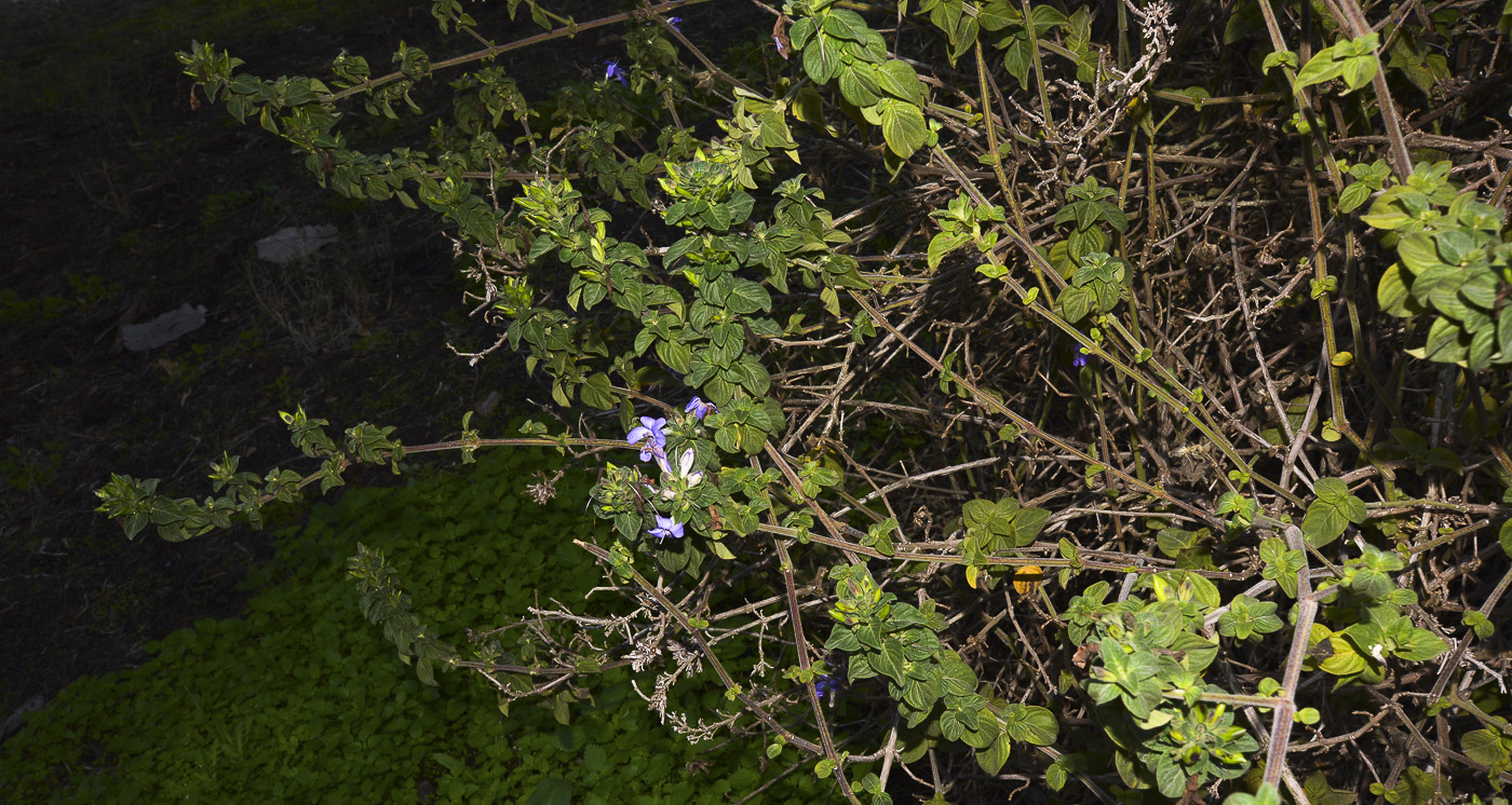 Image of Barleria obtusa specimen.