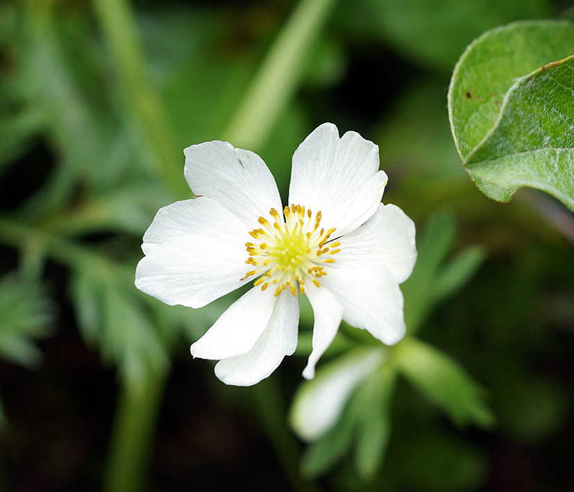 Изображение особи Anemonastrum sibiricum.