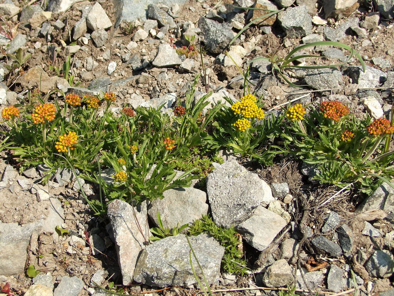 Image of Patrinia sibirica specimen.