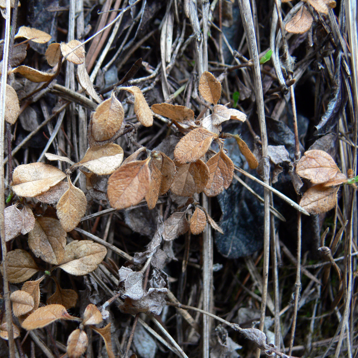 Image of Linnaea borealis specimen.