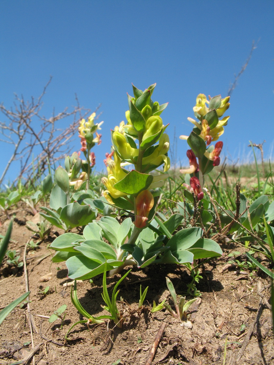 Image of genus Corydalis specimen.