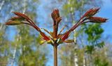 Acer platanoides. Верхушка побега с распускающимися листьями. Чувашия, г. Шумерля, городской парк. 24 апреля 2008 г.