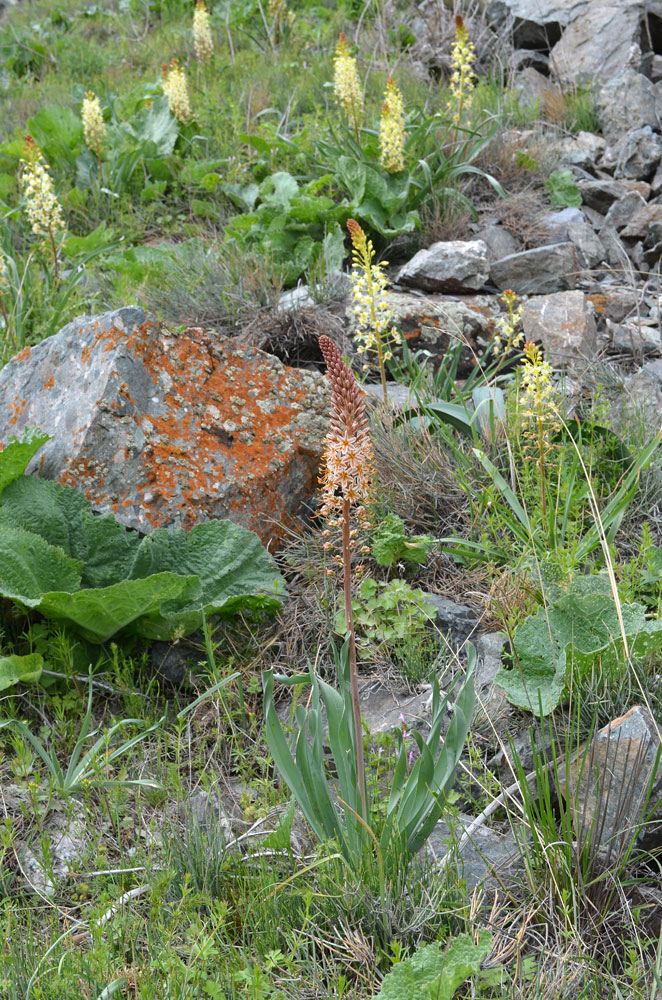 Изображение особи Eremurus &times; decoloratus.