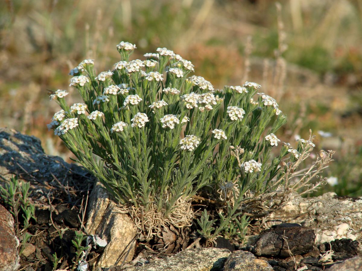 Изображение особи Ptilotrichum tenuifolium.