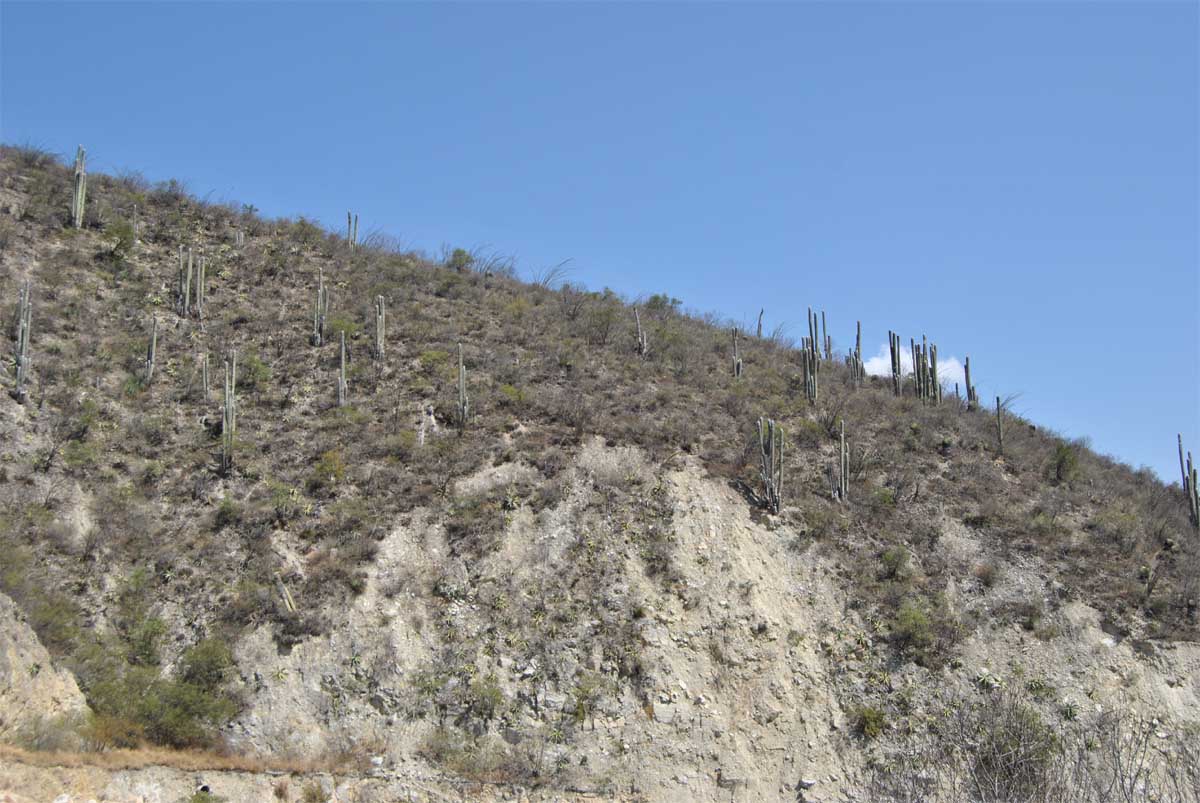 Image of Cephalocereus senilis specimen.
