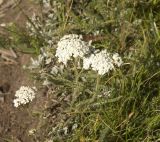 Achillea millefolium. Цветущее растение. Кабардино-Балкария, Зольский р-н, северный склон Эльбруса, долина Карачаул. 18.08.2009.