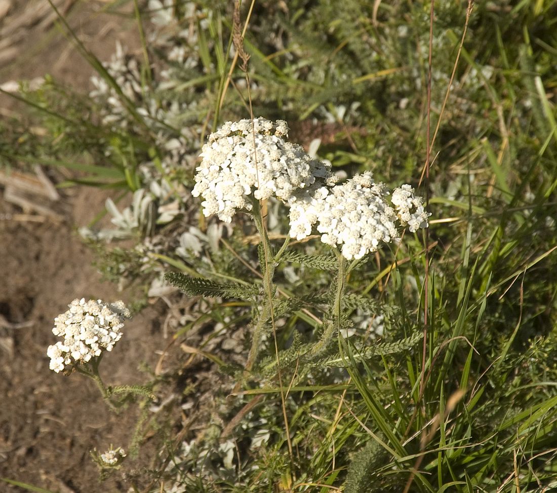 Изображение особи Achillea millefolium.