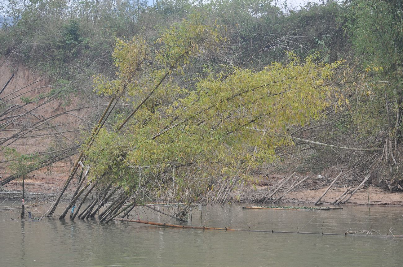 Image of genus Bambusa specimen.