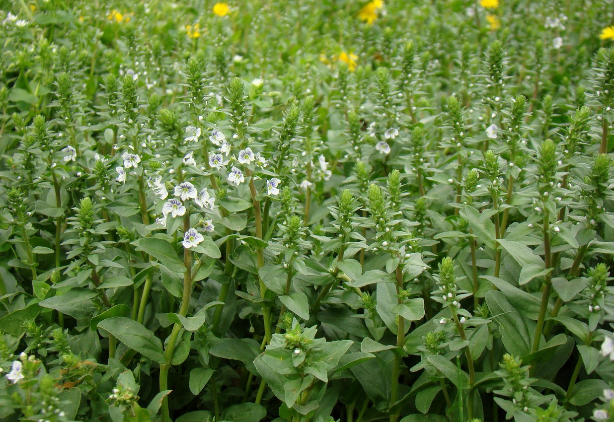 Image of Veronica serpyllifolia specimen.