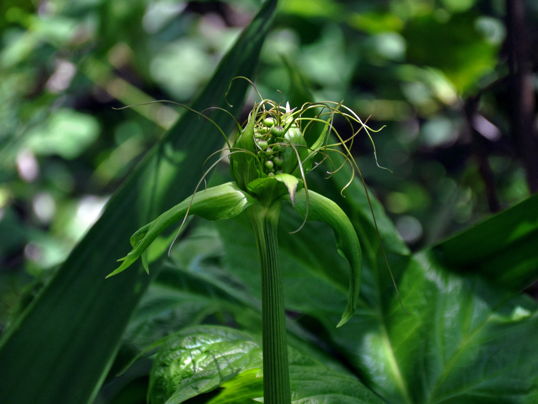 Изображение особи Tacca leontopetaloides.