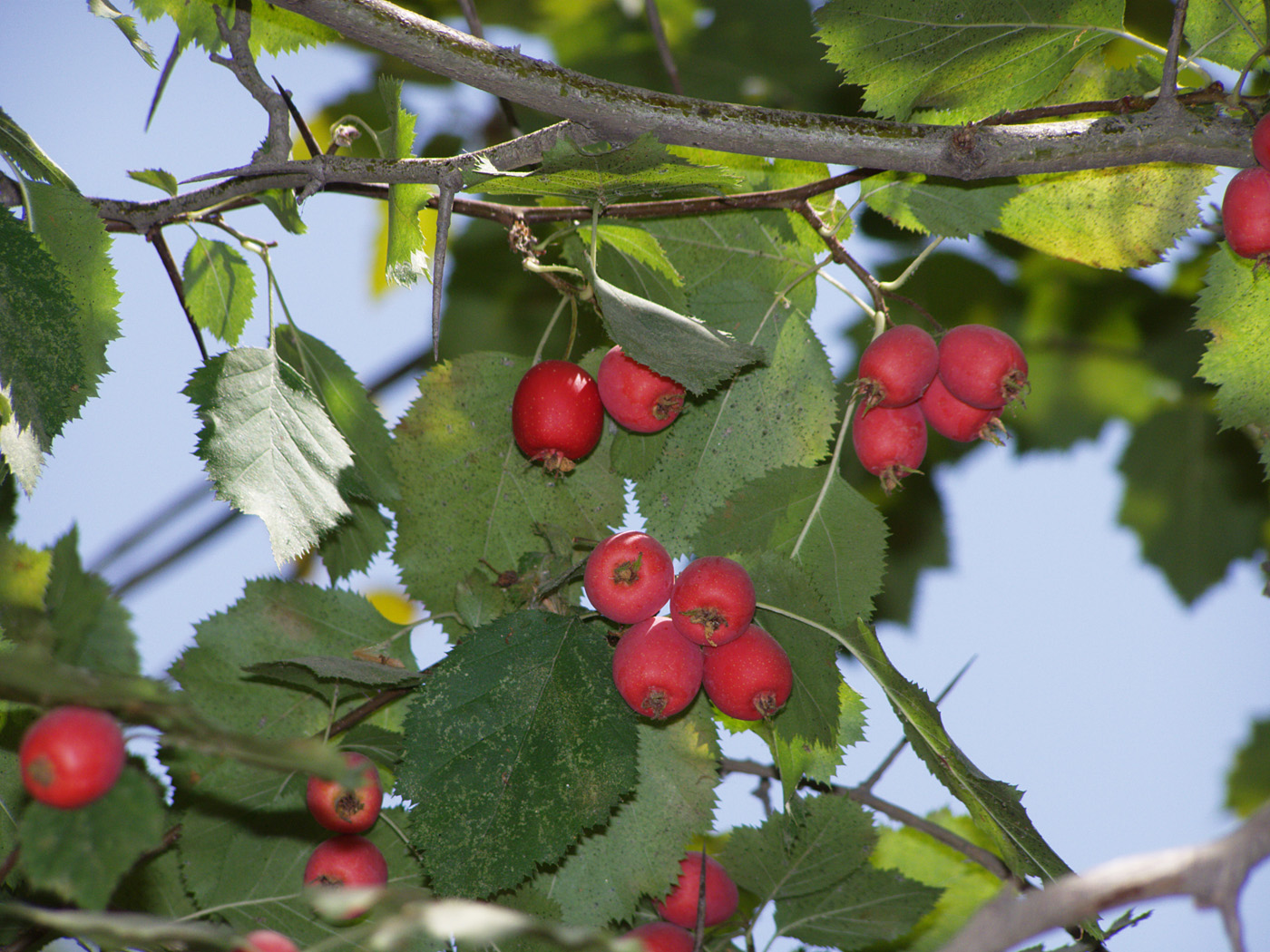 Изображение особи Crataegus chrysocarpa var. blanchardii.