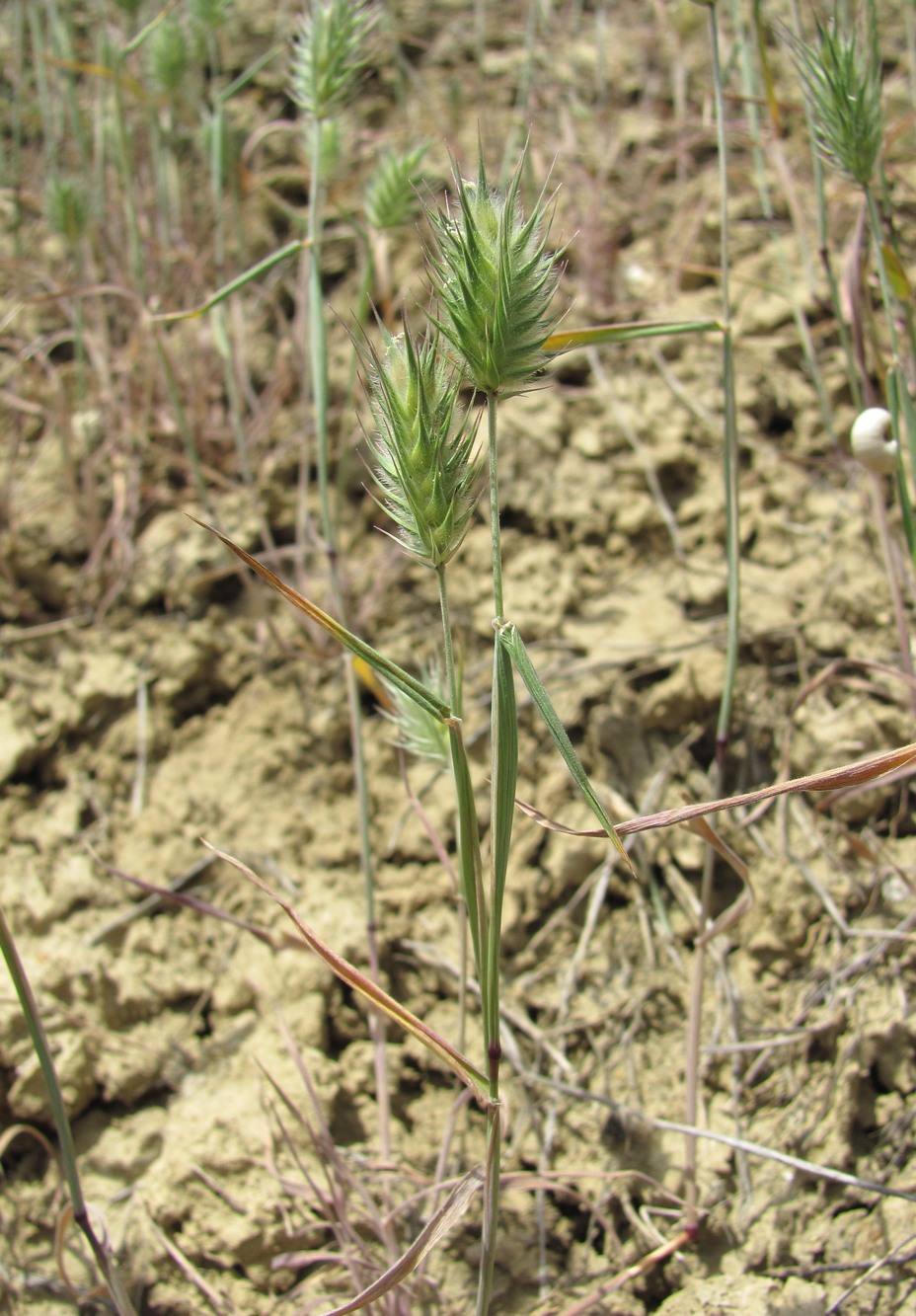 Image of Eremopyrum orientale specimen.