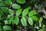 genus Fraxinus. Лист. Республика Адыгея, левый борт долины руч. Сюк, широколиственный лес. 02.05.2018.