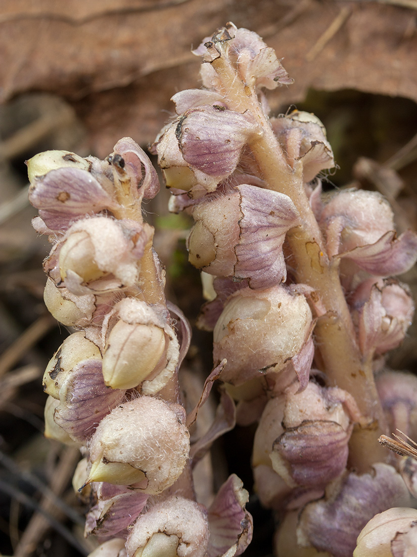 Image of Lathraea squamaria specimen.