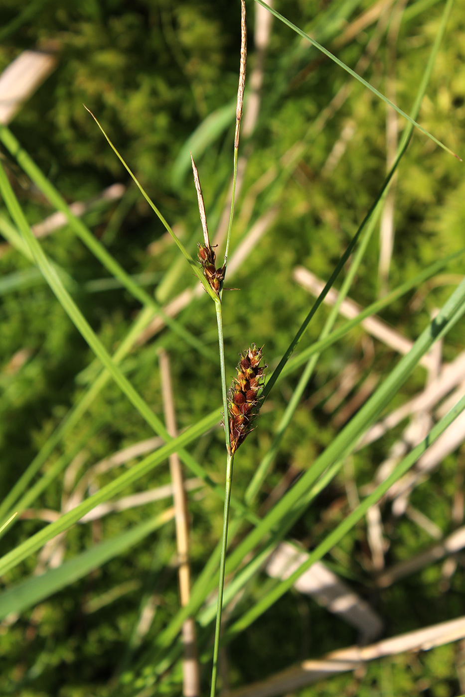 Image of Carex lasiocarpa specimen.