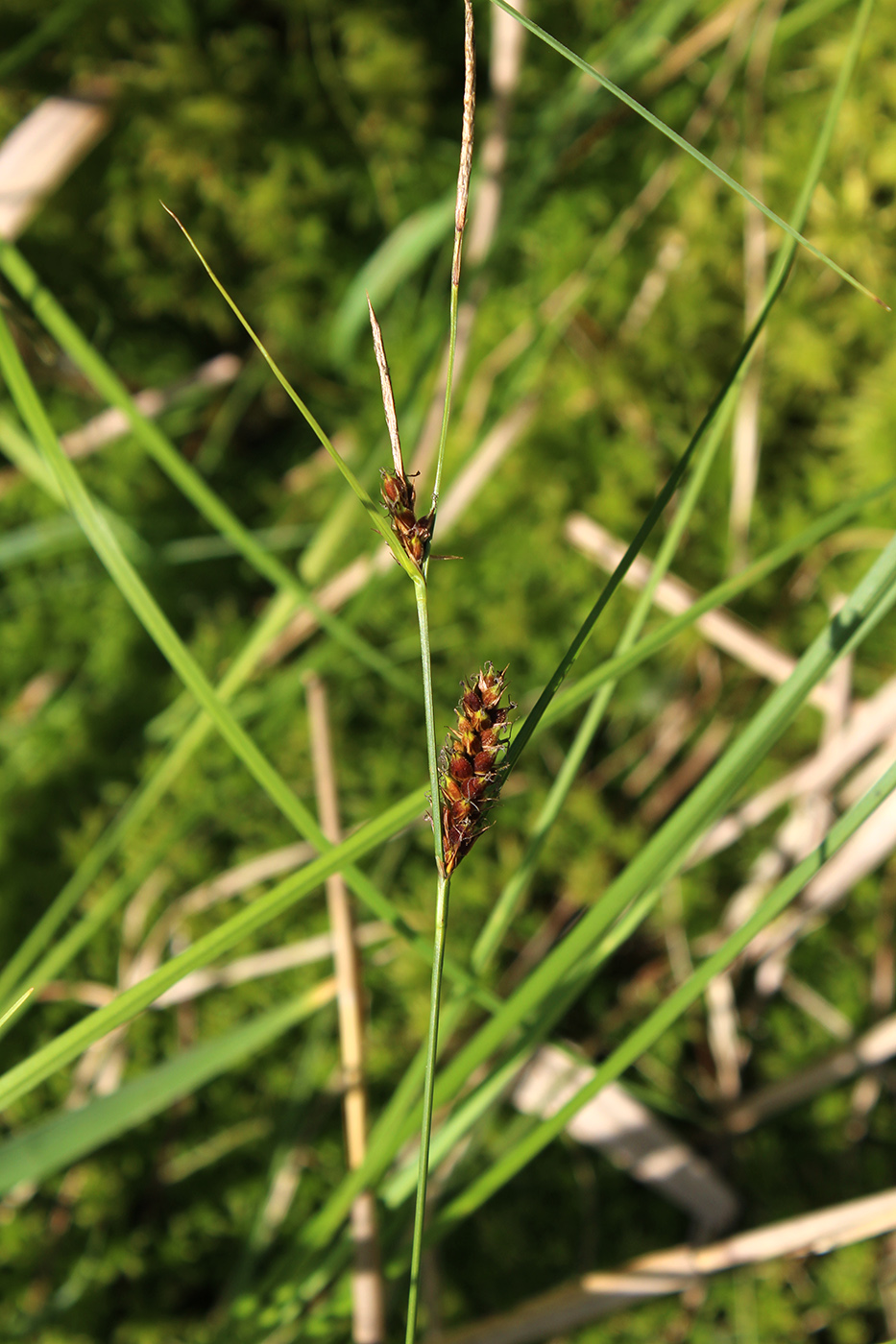 Изображение особи Carex lasiocarpa.