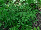 Lathyrus vernus. Плодоносящие растения. Тульская обл., Алексинский р-н, долина р. Вашана, дубово-липовый лес. 11.06.2018.