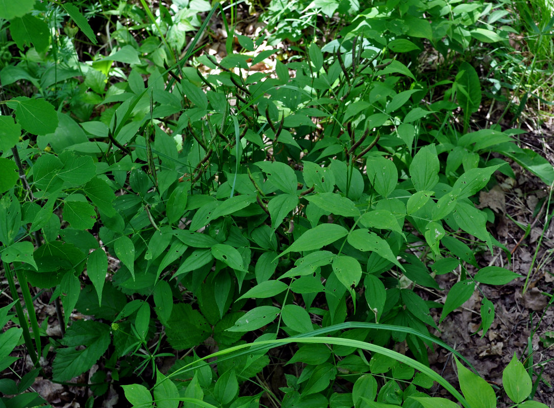 Изображение особи Lathyrus vernus.