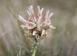 Astragalus platyphyllus