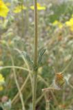 Helianthemum georgicum