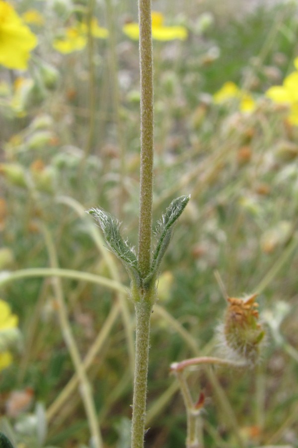 Изображение особи Helianthemum georgicum.