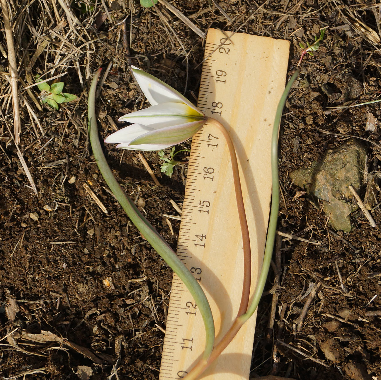 Image of Tulipa patens specimen.