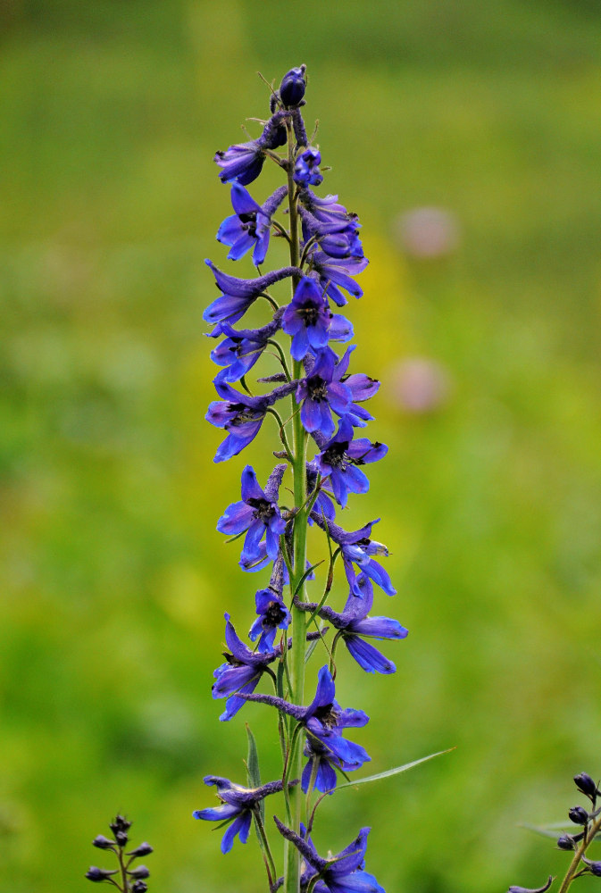 Image of Delphinium elatum specimen.