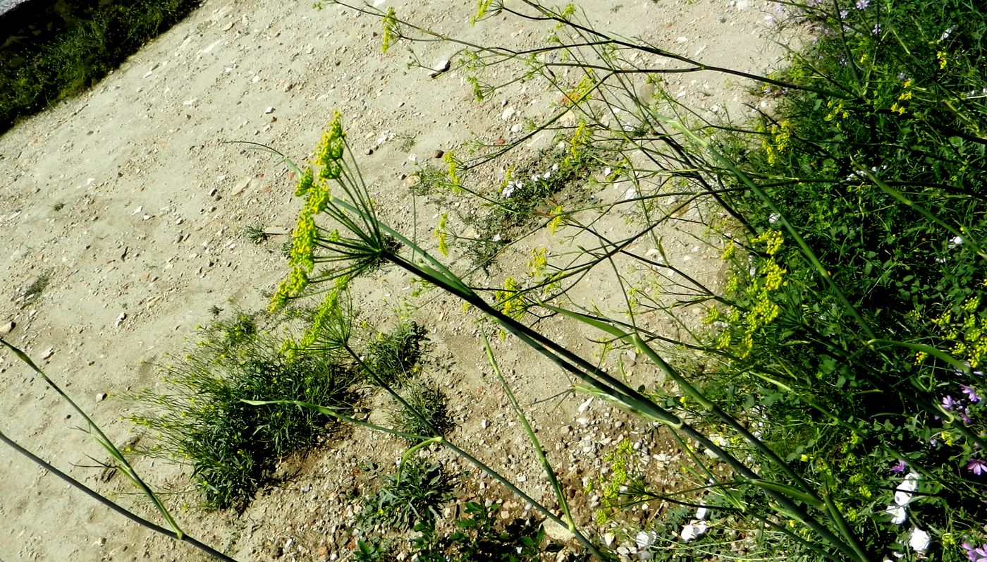 Изображение особи Foeniculum vulgare.