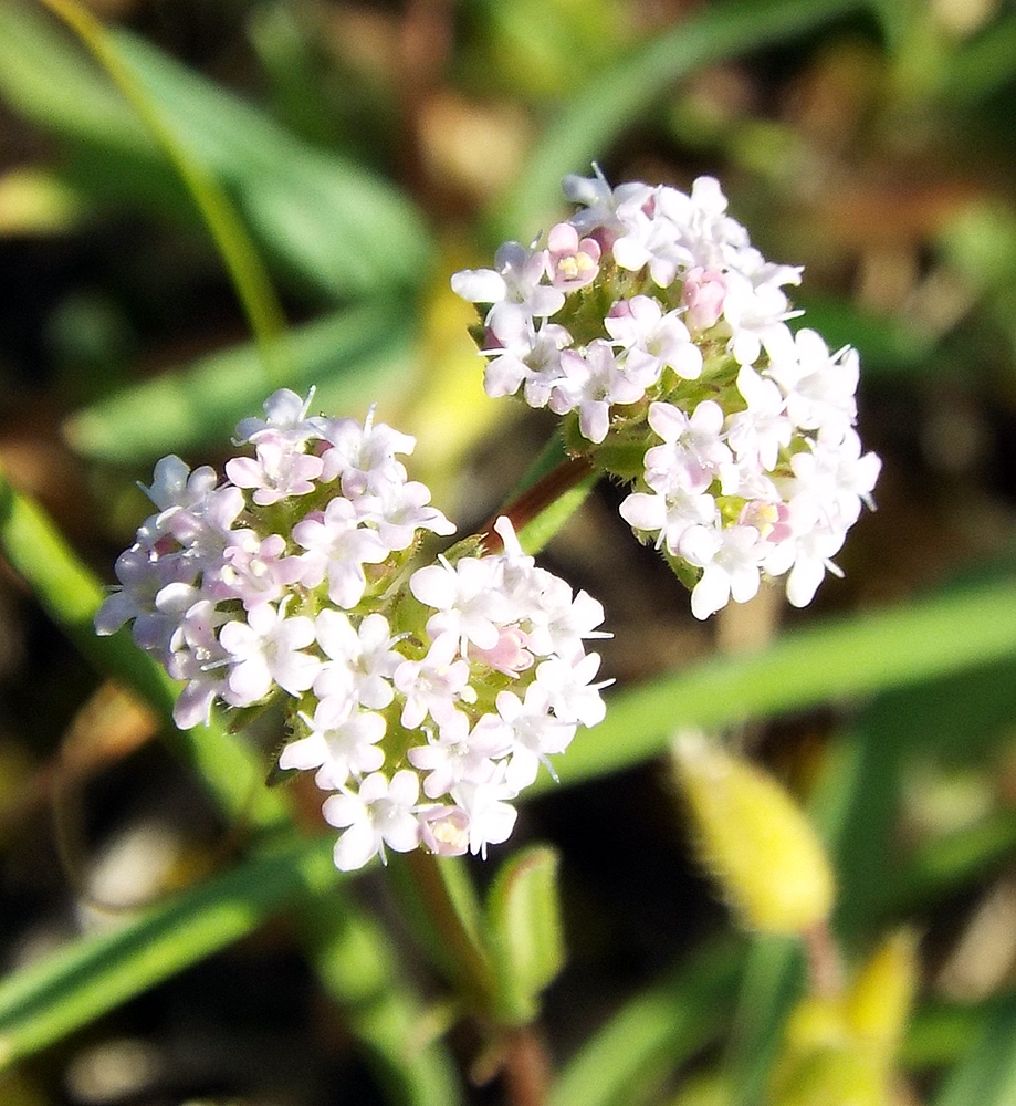 Image of Valerianella lasiocarpa specimen.