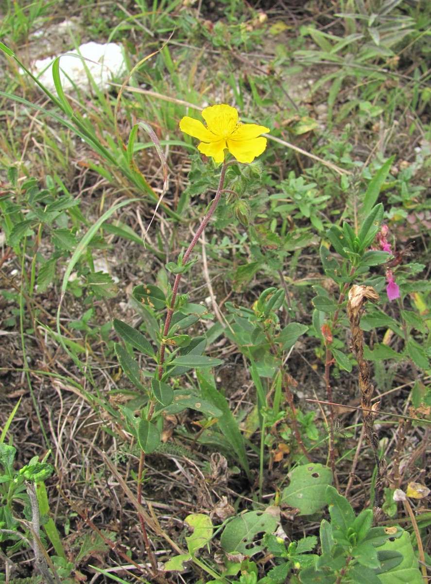 Image of Helianthemum ovatum specimen.