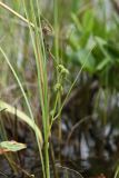 Sparganium stenophyllum