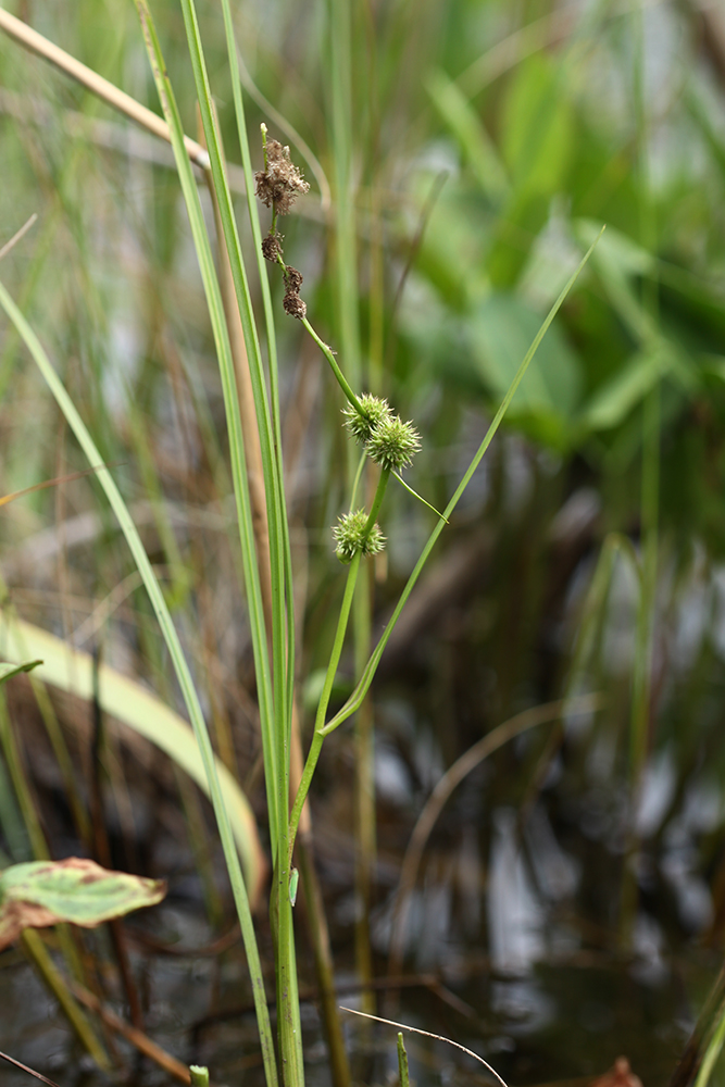 Image of Sparganium stenophyllum specimen.