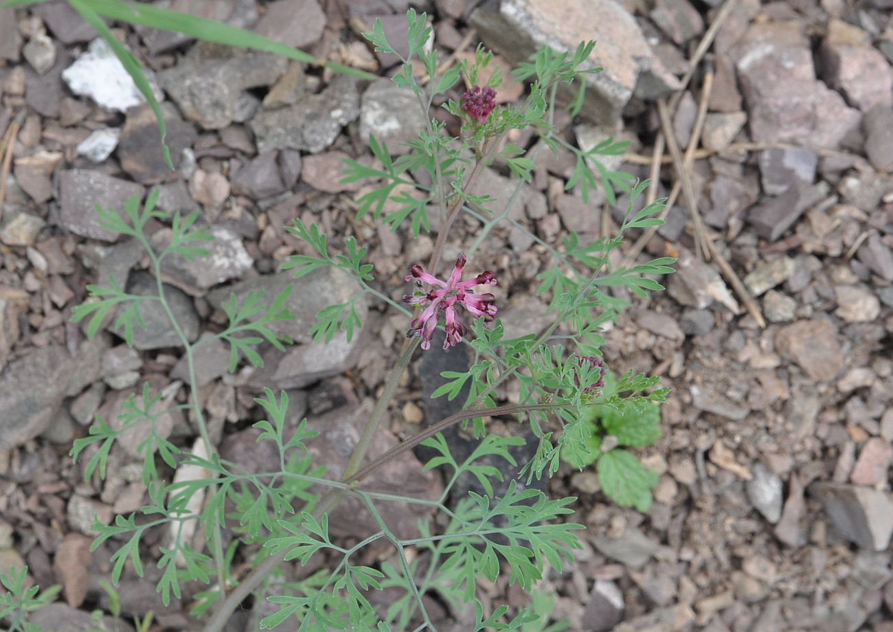 Image of genus Fumaria specimen.