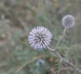 Echinops sphaerocephalus. Соцветие. Республика Северная Осетия-Алания, окр. с. Верхний Ларс, левый борт долины р. Терек, основание скалы. 30.07.2018.