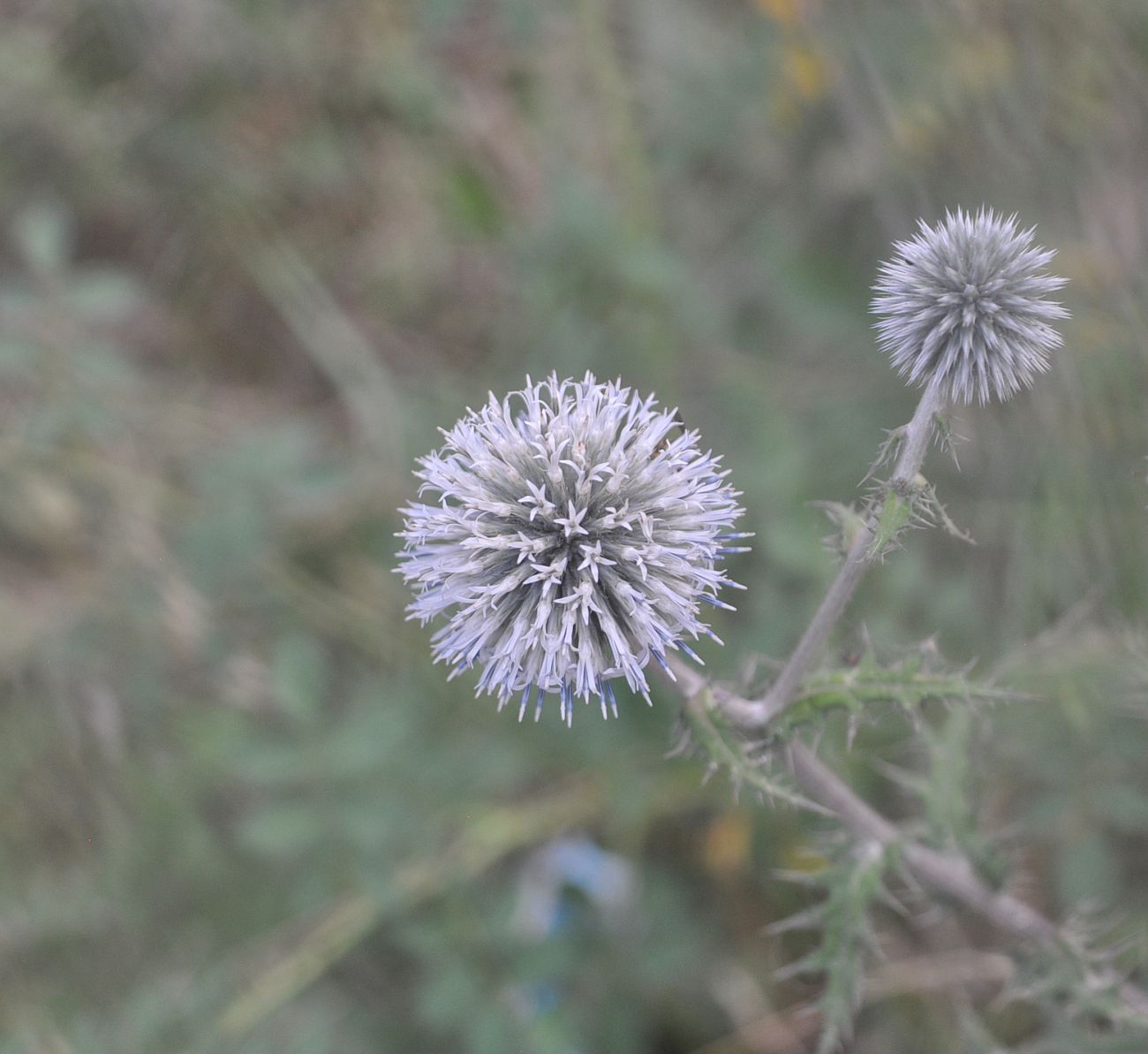 Изображение особи Echinops sphaerocephalus.