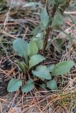 Solidago virgaurea. Нижняя часть плодоносящего растения. Ростовская обл., Усть-Донецкий р-н, Нижне-Кундрюченский заказник, окр. станицы Нижнекундрюченская, песчаный массив, опушка соснового леса. 06.10.2018.